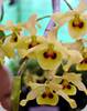 Dendrobium friedericksianum